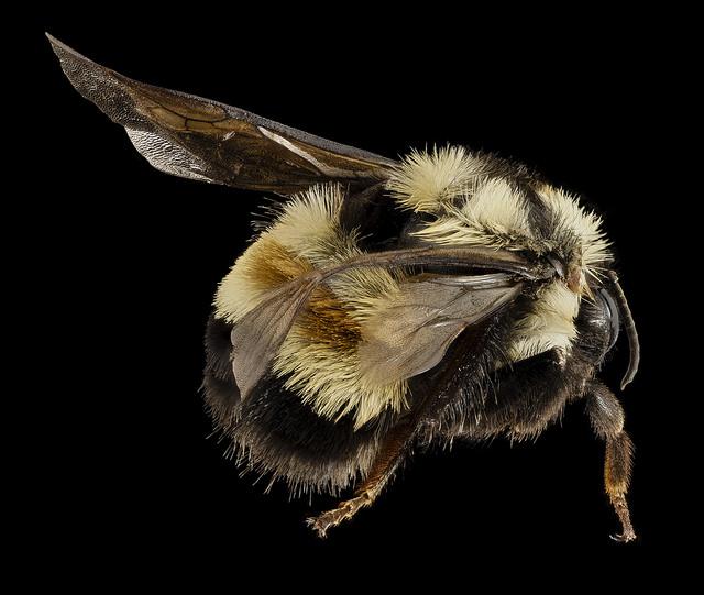 Rare Bee Feared Headed for Extinction