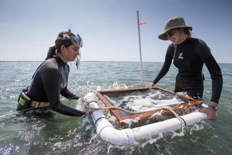 Researchers at Virginia Coast Reserve Long-Term Ecological Research project