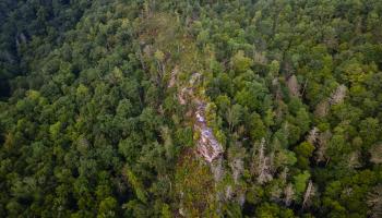 Aerial photo of dense forest