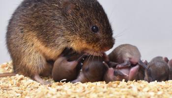 Pictured is a prairie vole father (Microtus ochrogaster) huddling over a litter of pups. 