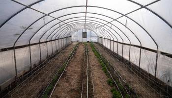 One of the hoop houses at the Morven Kitchen Garden shelters winter crops of snap peas, carrots and greens. 