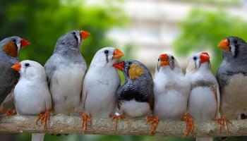 Zebra Finches