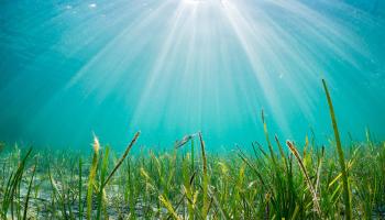 Seagrass