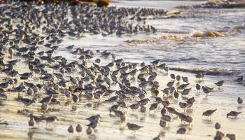 Shore Birds