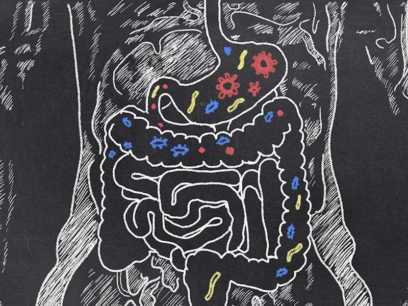 Gut Microbiome Illustration