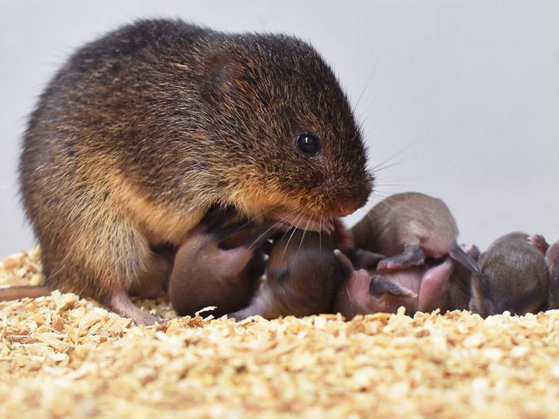 Pictured is a prairie vole father (Microtus ochrogaster) huddling over a litter of pups. 