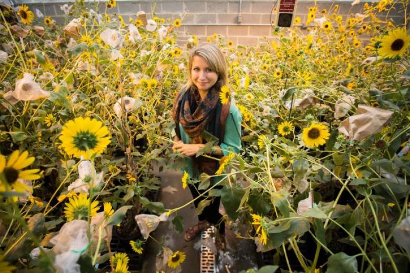 Catie Kitrinos is studying how different types of sunflowers absorb heavy metals. 