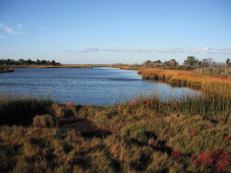 A saltmarsh at the Virginia Coast Reserve.