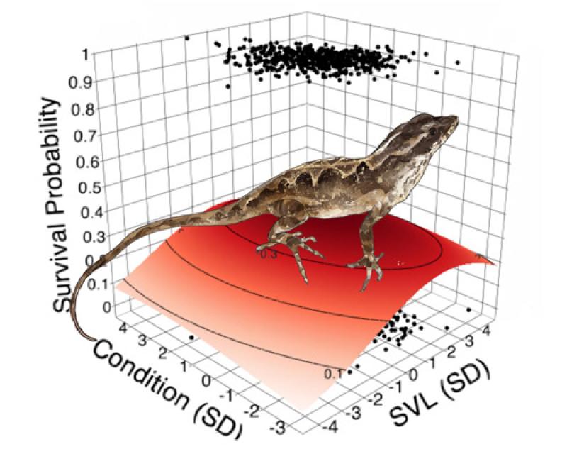 Survival of the fattest? Not in the brown anole