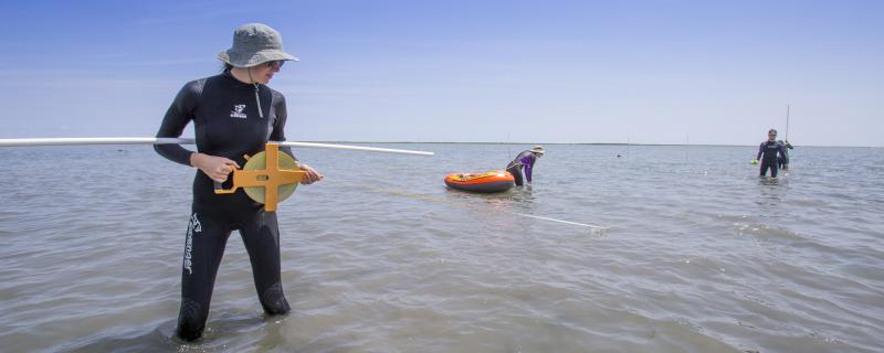 Undergraduate student Amy Bartenfelder and other students prepare to sample a measured area of a seagrass meadow.