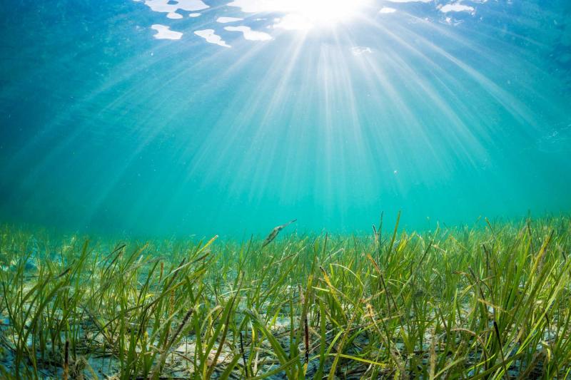 Eelgrass is flourishing in Virginia’s seaside bays as a result of a restoration project led by scientists at UVA and other institutions.