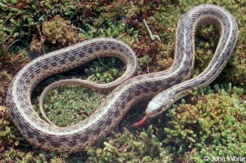 eastern gartersnake (Thamnophis sirtalis sirtalis)