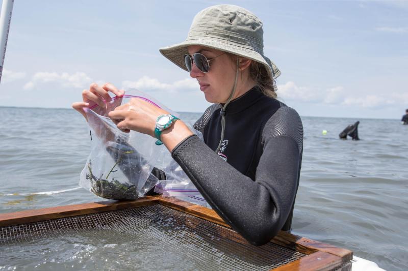 Amy Bartenfelder is one of nine undergraduate interns working as part of the Coastal Research Center’s Research Experience for Undergraduates program. Here she collects seagrass samples.