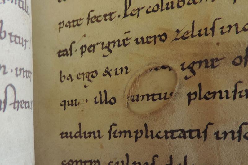Vellum with intact hair, from a copy of Gregory the Great’s “Moralia in Iob (Job)” from Yale University’s Beinecke Library. 