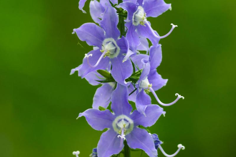 The American bellflower