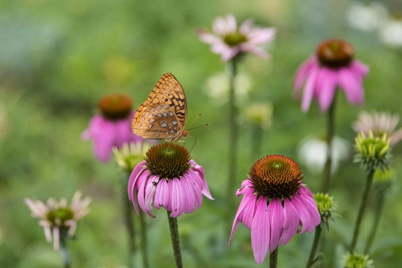 Much of the research at Blandy is focused on plant/pollinator interactions.