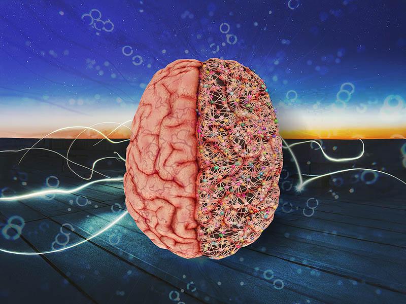 Brain Illustration